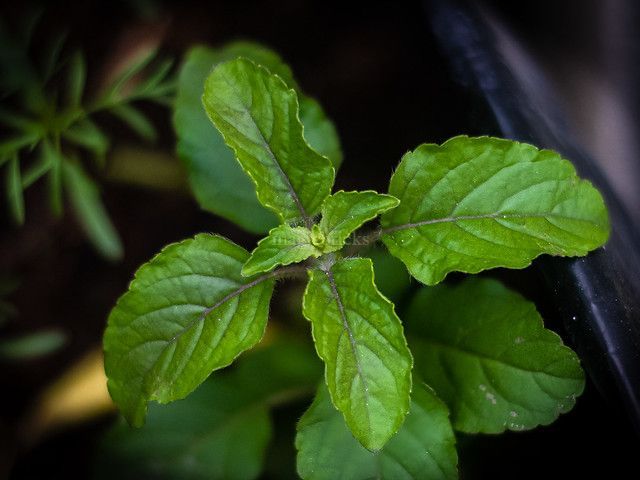 Tulsi Plant At Home 10 Benefits How to Grow Care and Other Facts